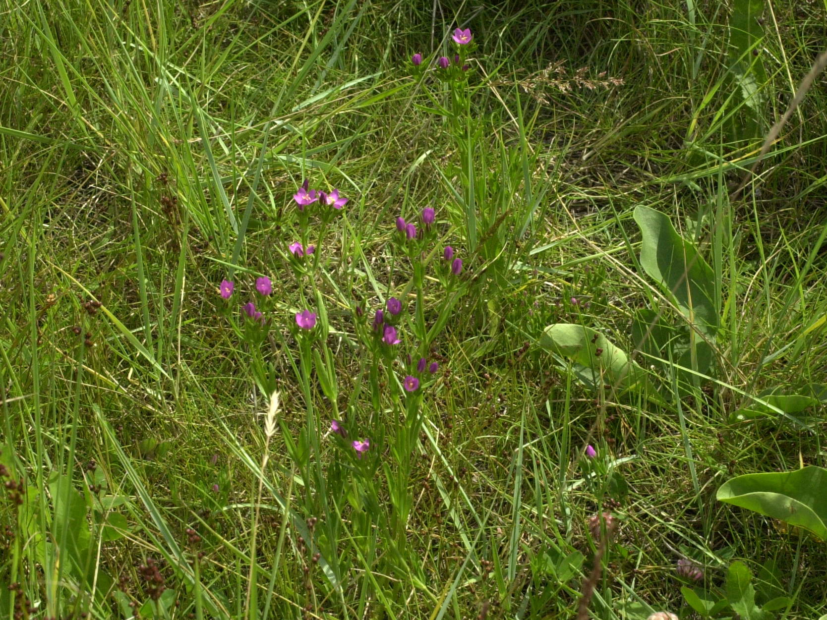 centaurium_littorale1md