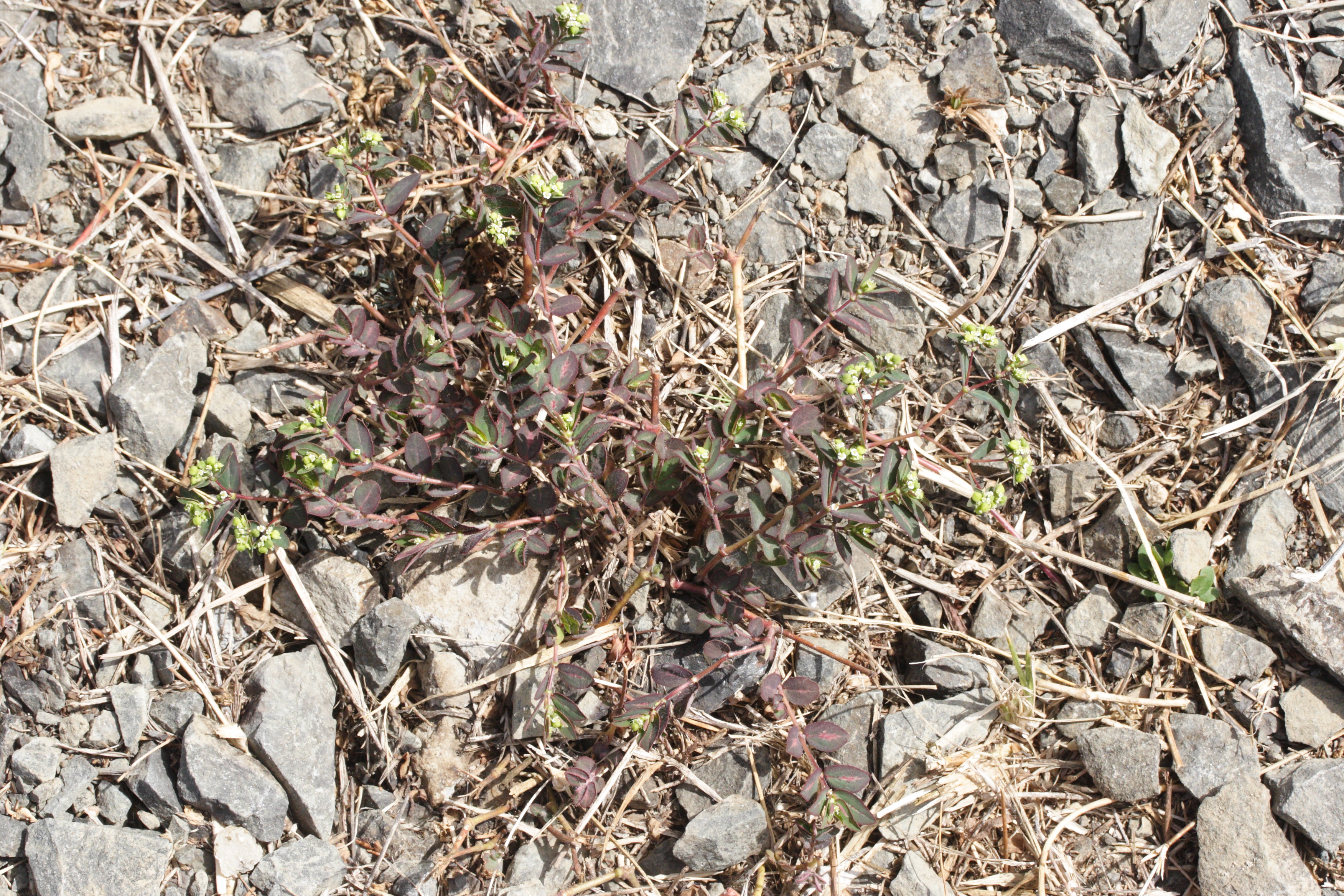 chamaesyce_lasiocarpa1md