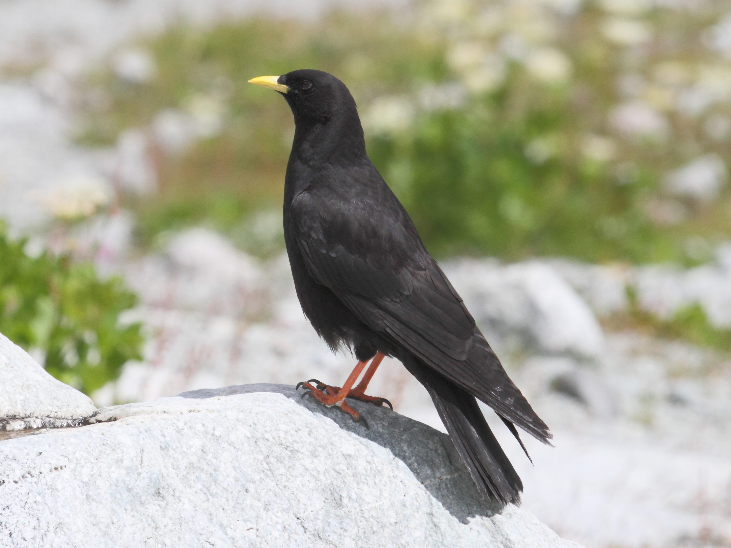 chocard_a_bec_jaune_-_pyrrhocorax_graculus4bd