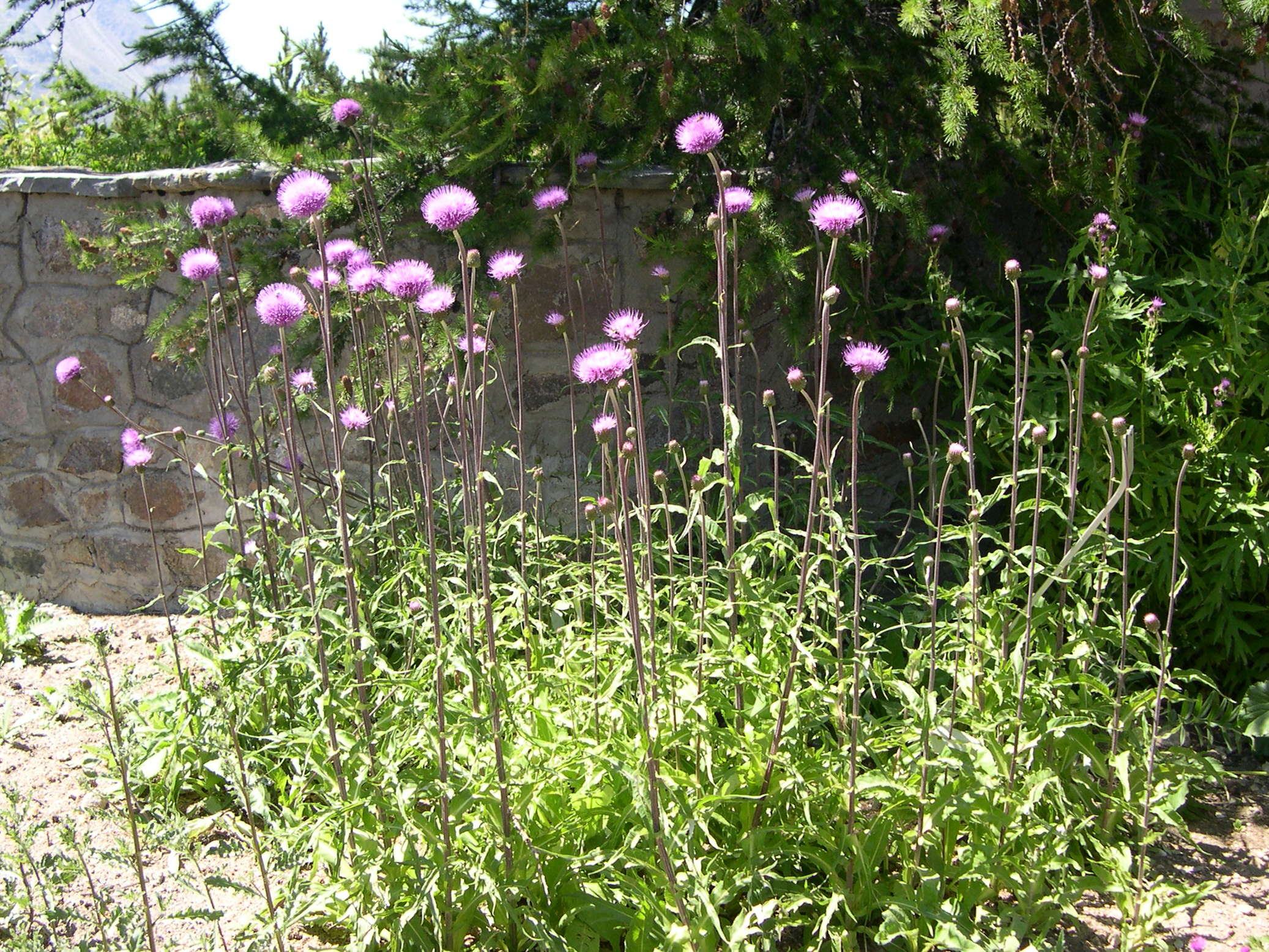 cirsium_heterophyllum1md