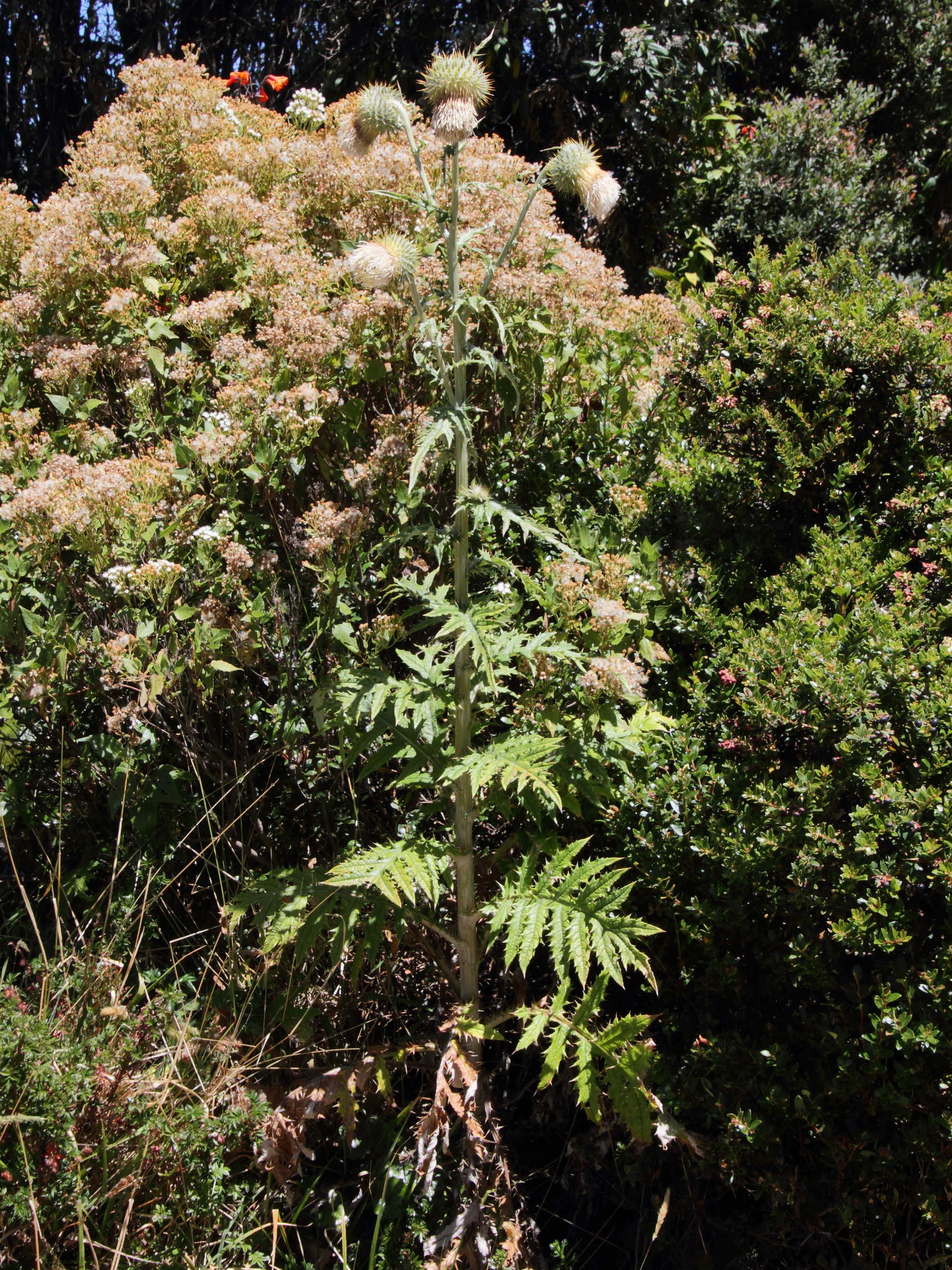 cirsium_subcoriaceum1md