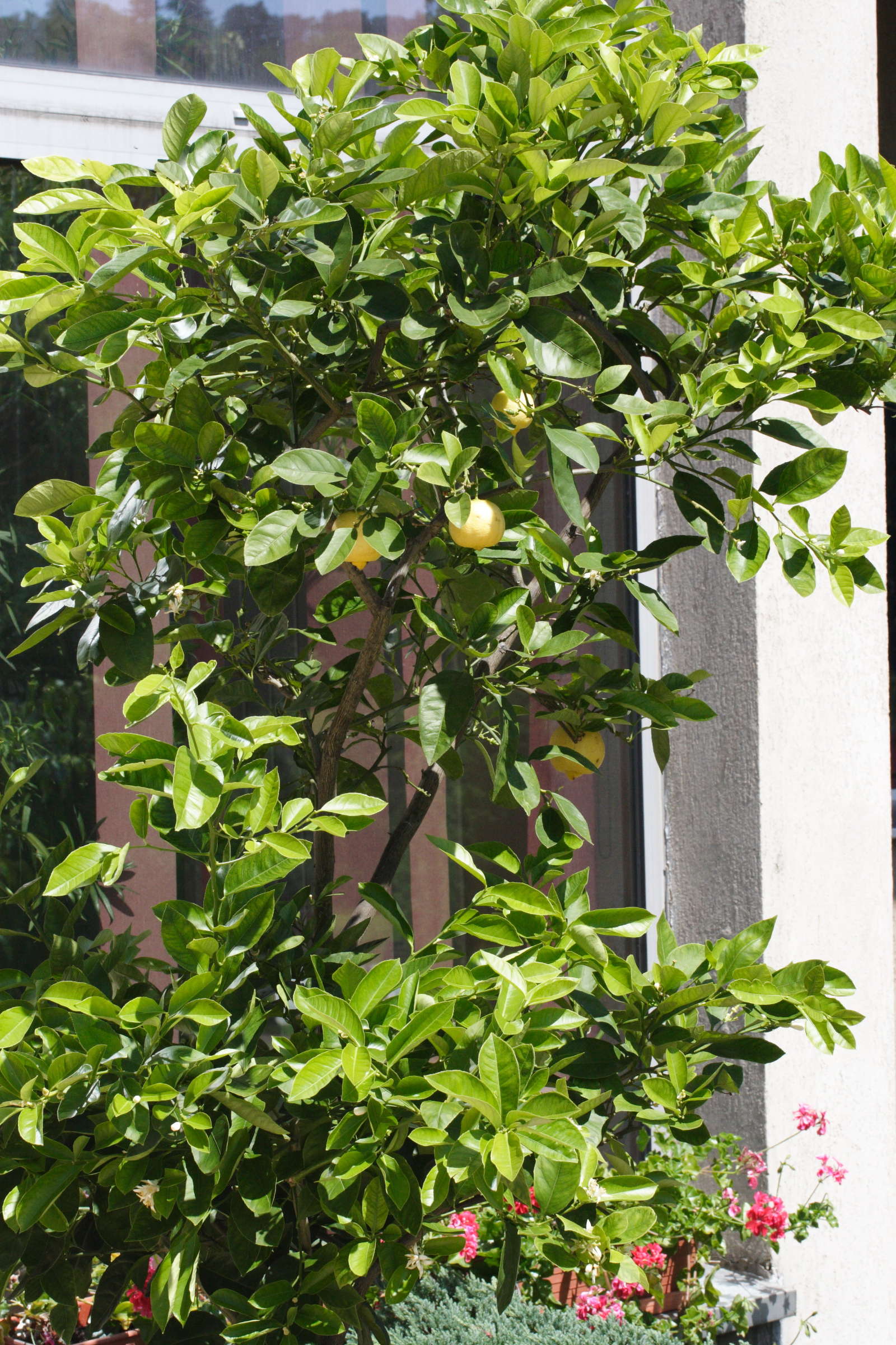 Afficher le média citrus_limetta1md citrus_limetta1md