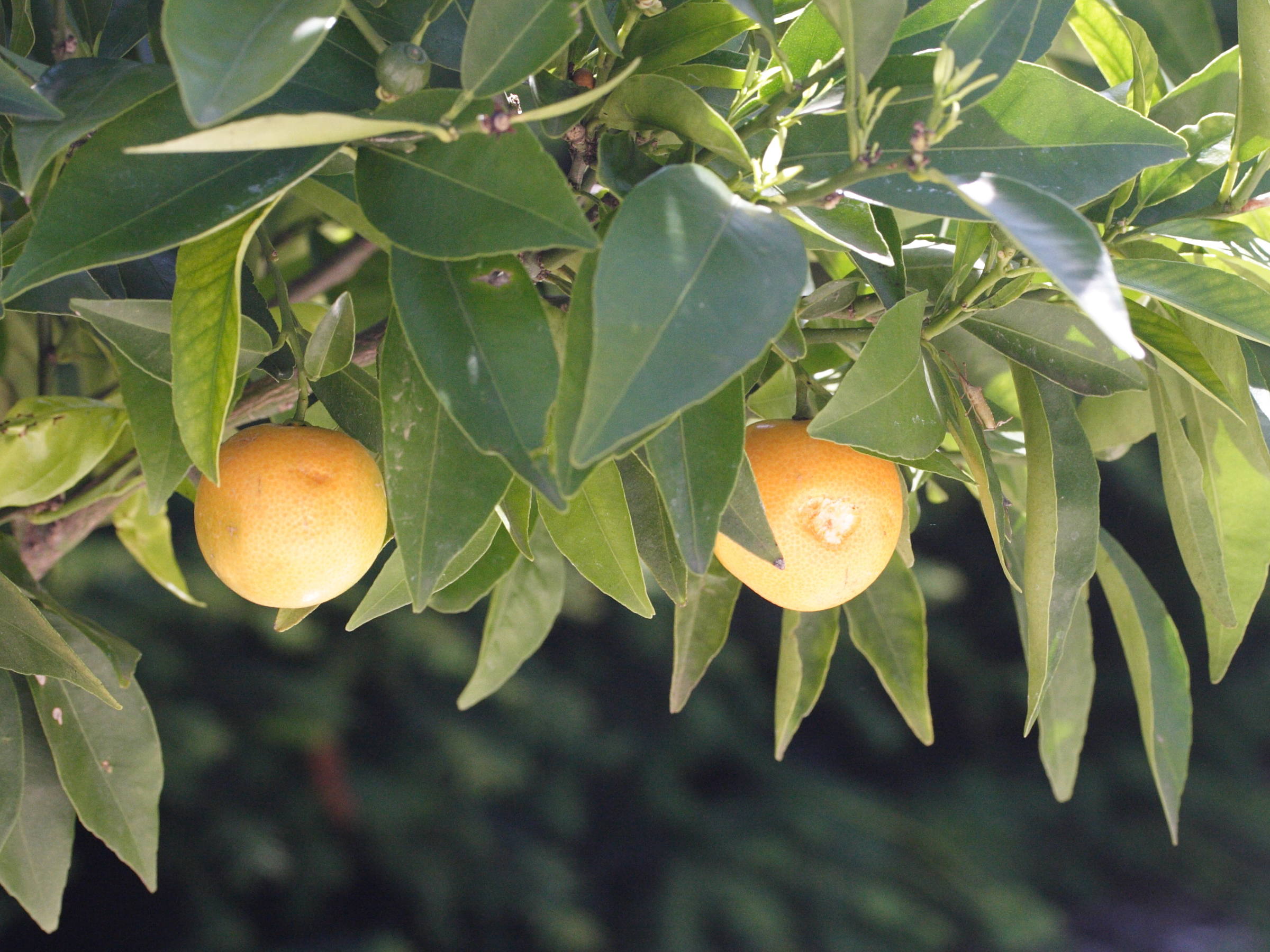 Afficher le média citrus_reticulata_clementine2md citrus_reticulata_clementine2md