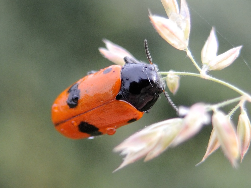 clytra_laeviuscula3md