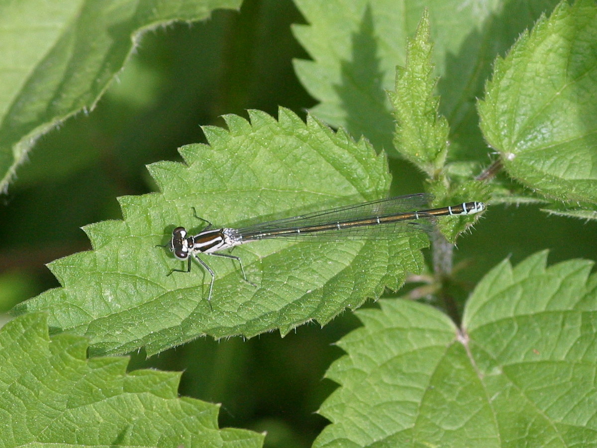 coenagrion_puella6bd