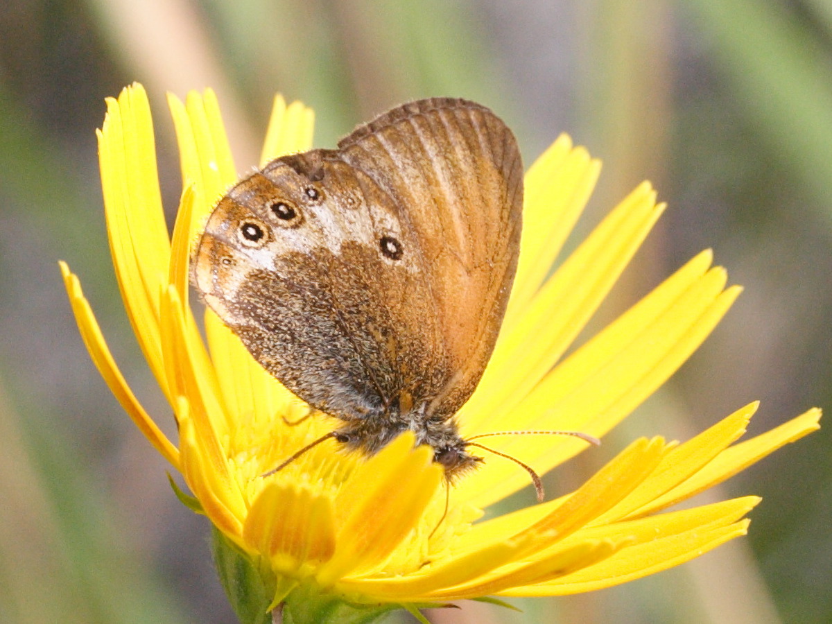 coenonympha_darwiniana2md