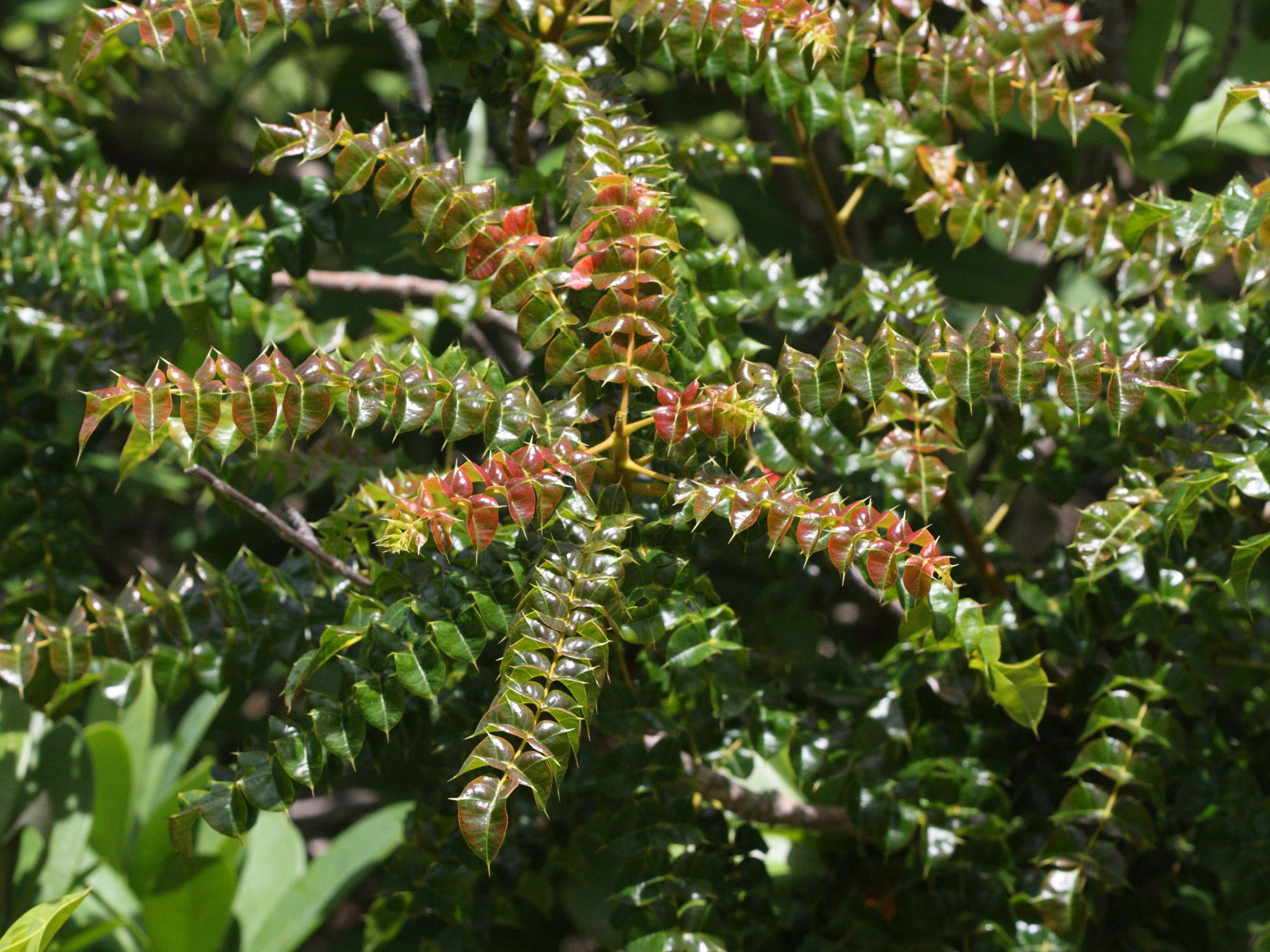 comocladia_dodonaea2md