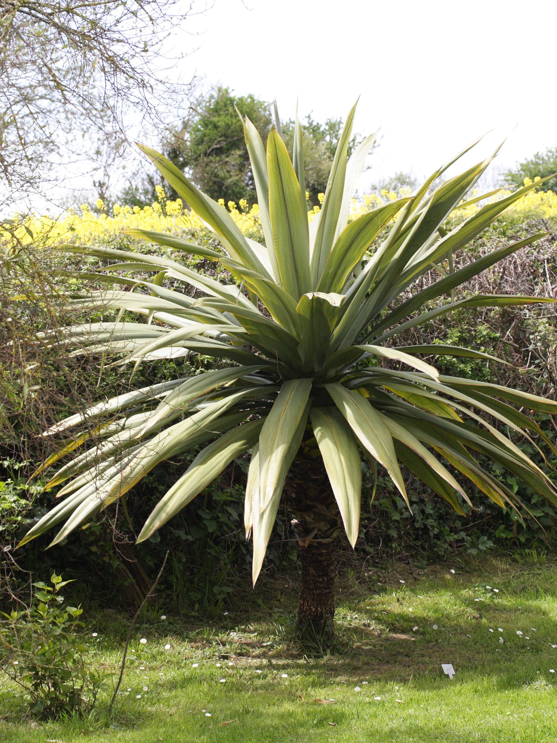 cordyline_indivisa2md