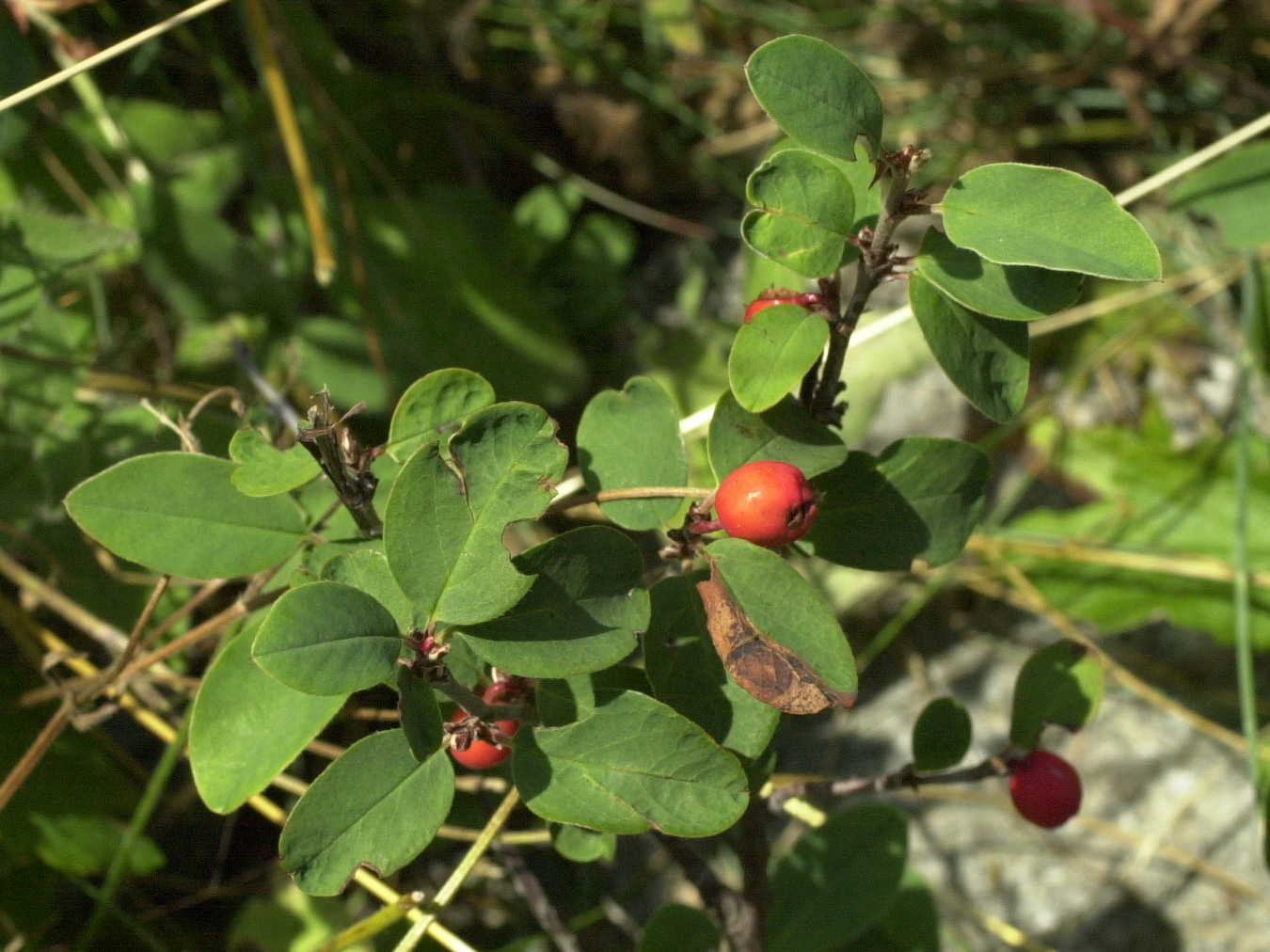 cotoneaster_integerrimus2md