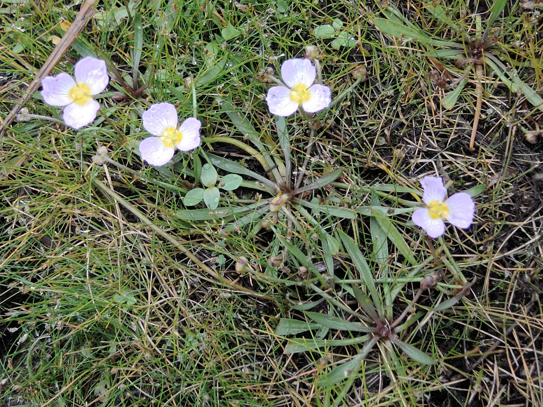 damasonium_alisma1md