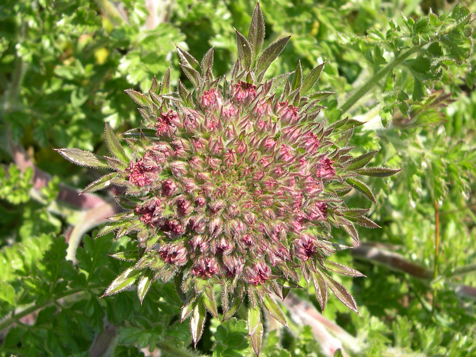 daucus_carota_gummifer3md