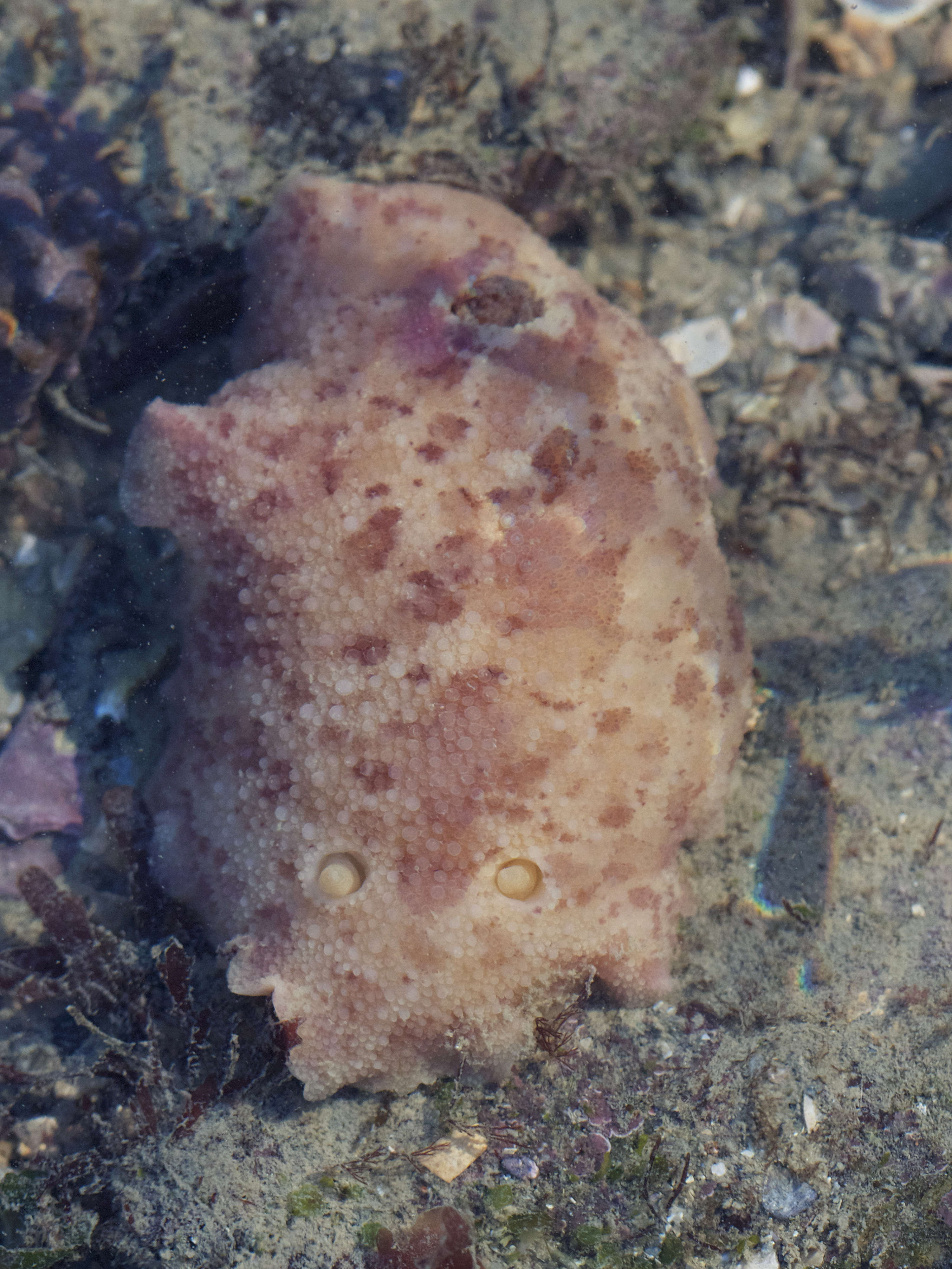 doris_pseudoargus3bd