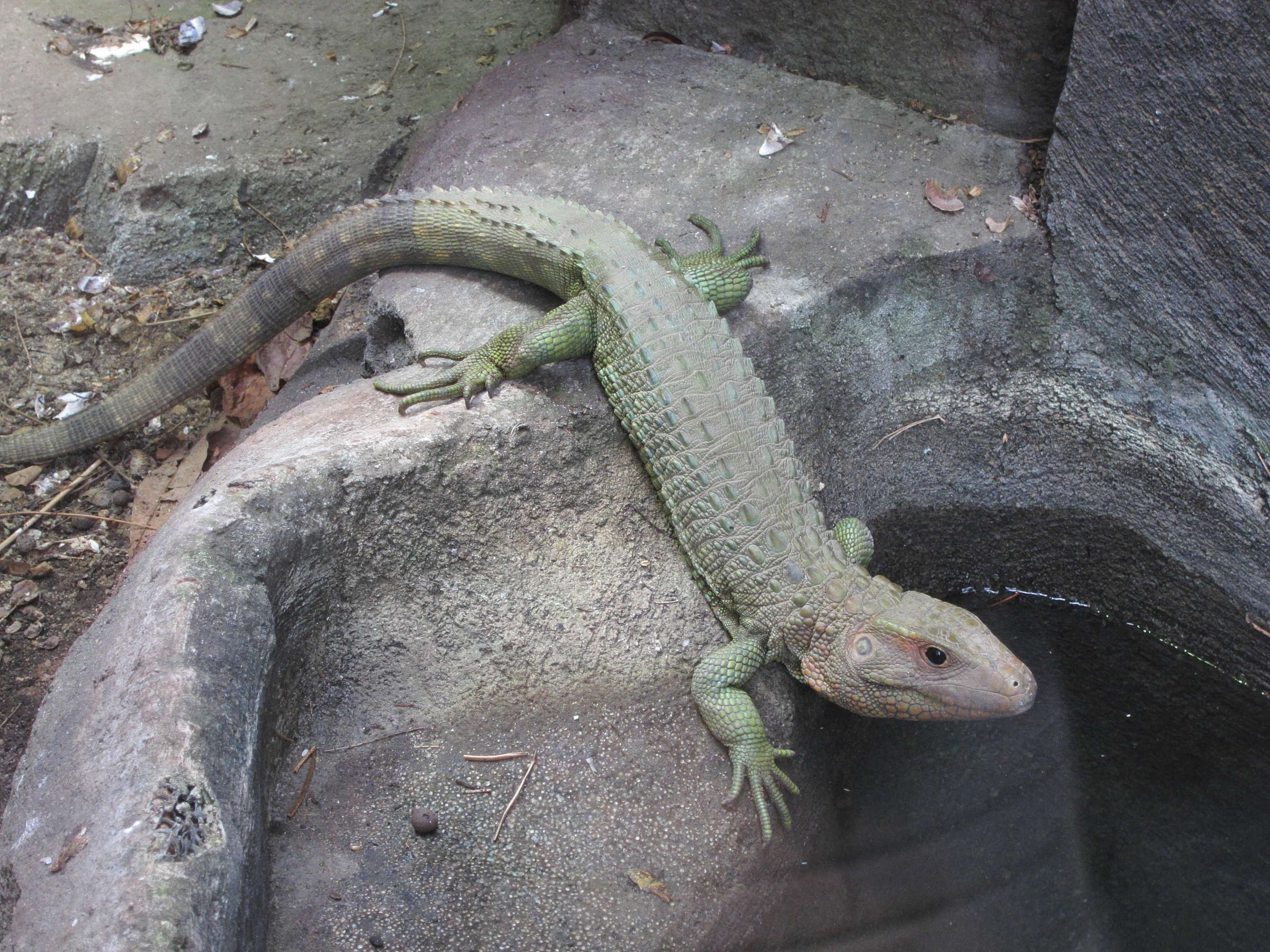 dracaena_guianensis1bd