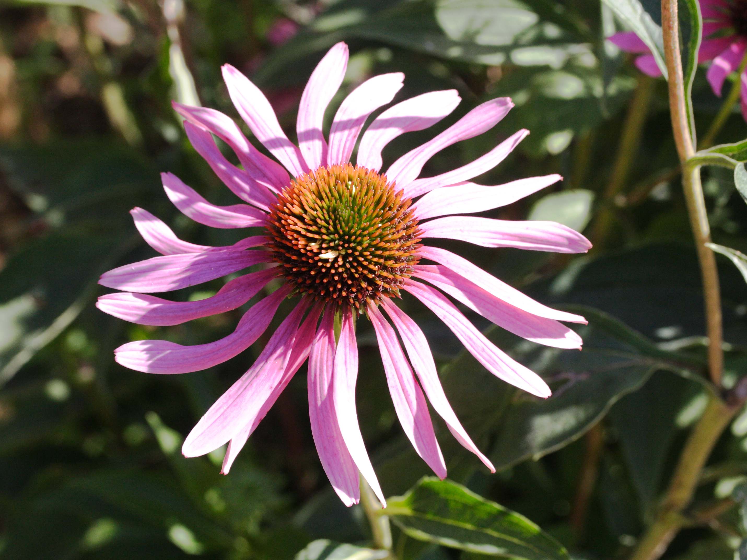 Afficher le média echinacea_angustifolia2md echinacea_angustifolia2md