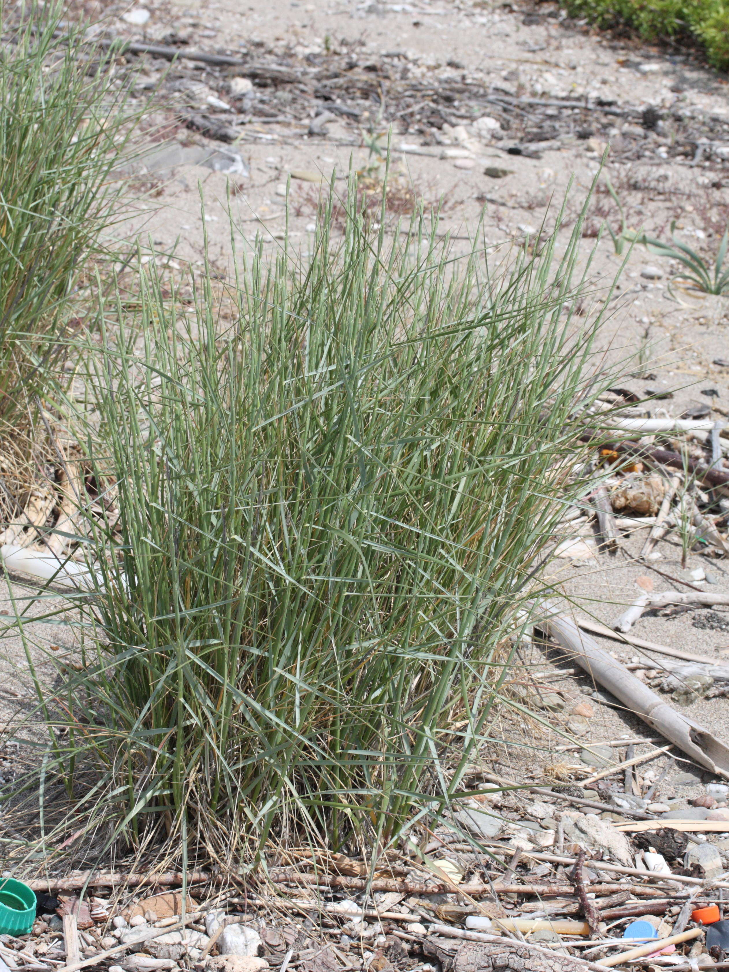 Elytrigia_juncea ssp. juncea