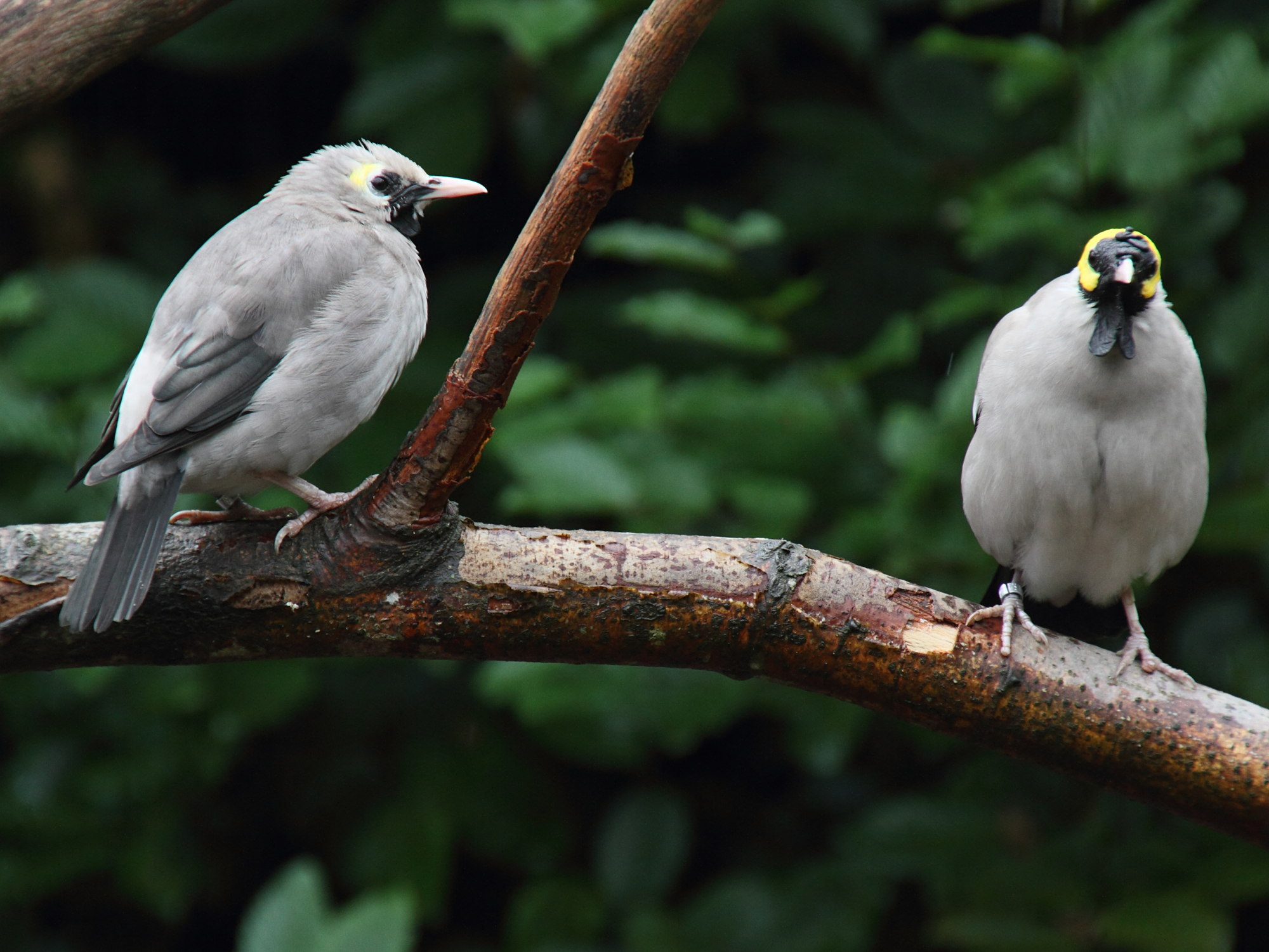 etourneau_caroncule_-_creatophora_cinerea2md