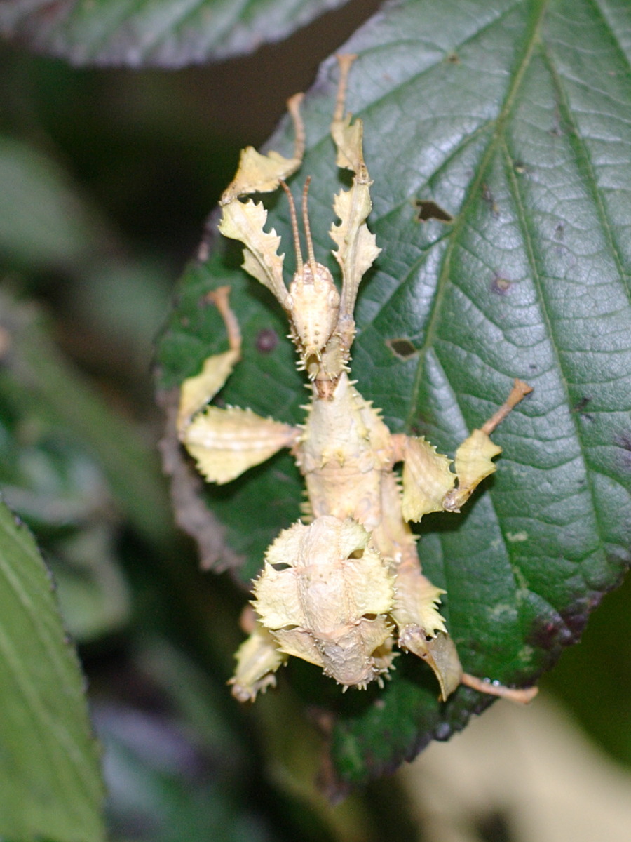 extatosoma_tiaratum2bd