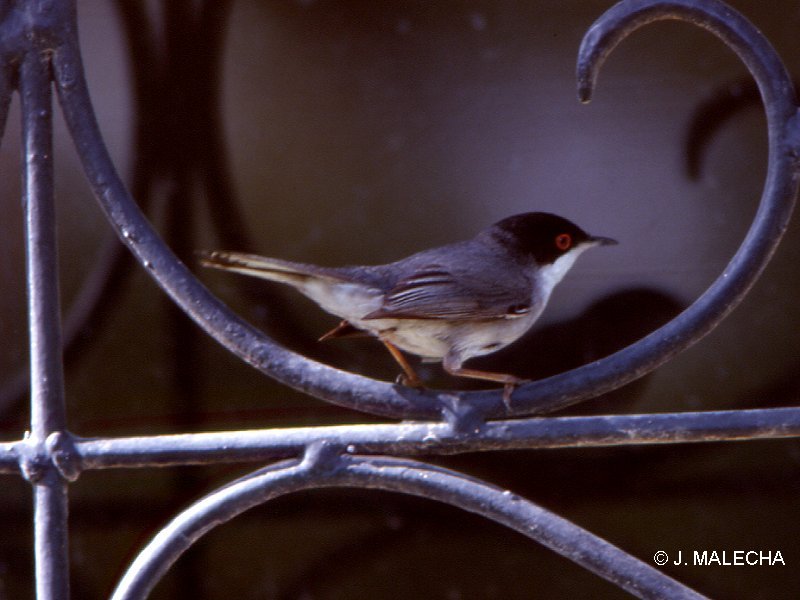 fauvette_melanocephale_-_sylvia_melanocephala2jm