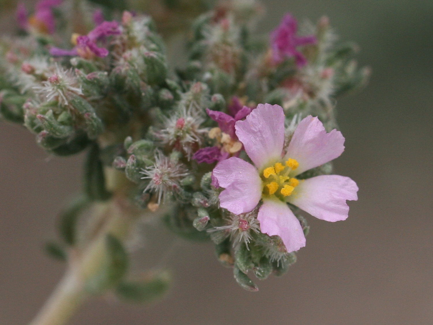 Afficher le média frankenia_hirsuta2md frankenia_hirsuta2md