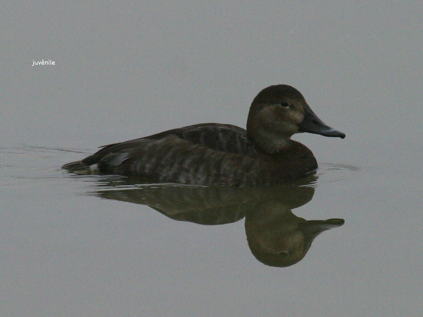 fuligule_milouin_-_aythya_ferina4bbd