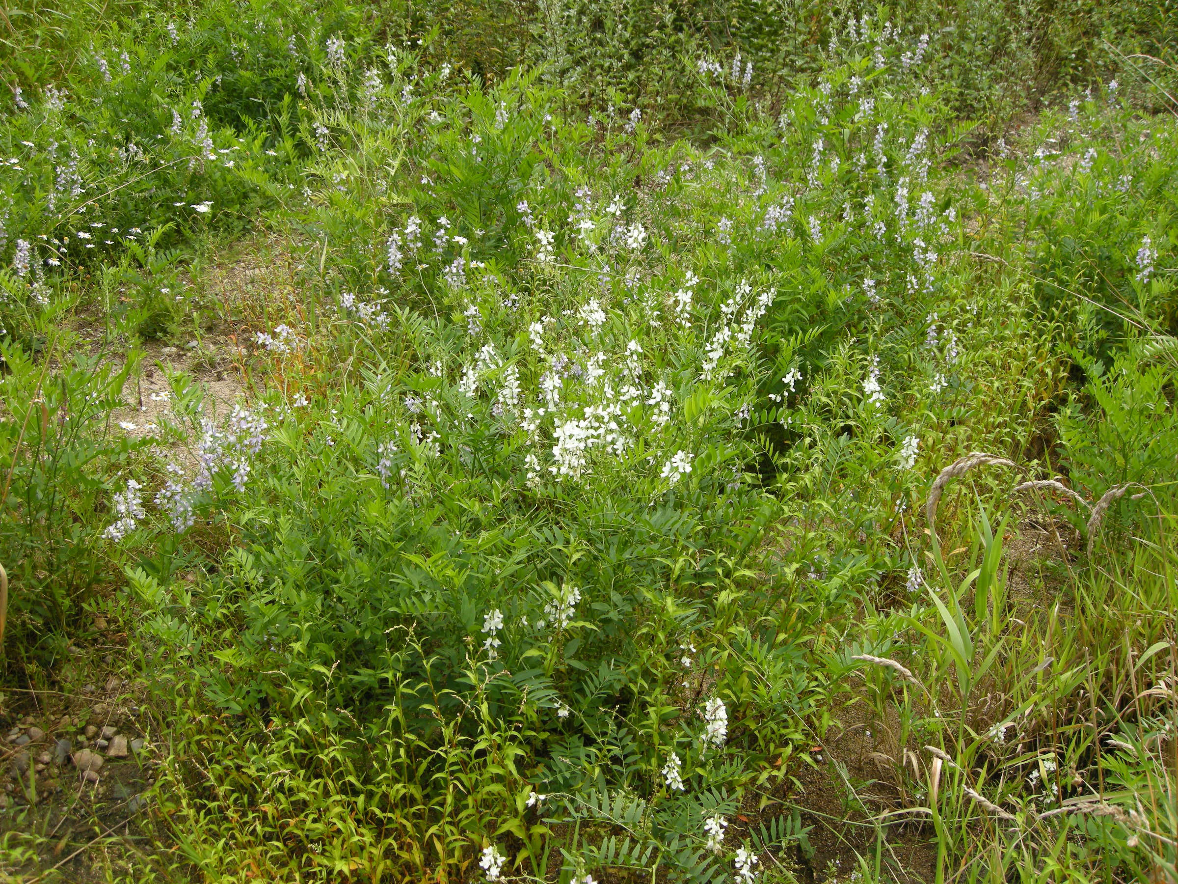 Afficher le média galega_officinalis1amd galega_officinalis1amd