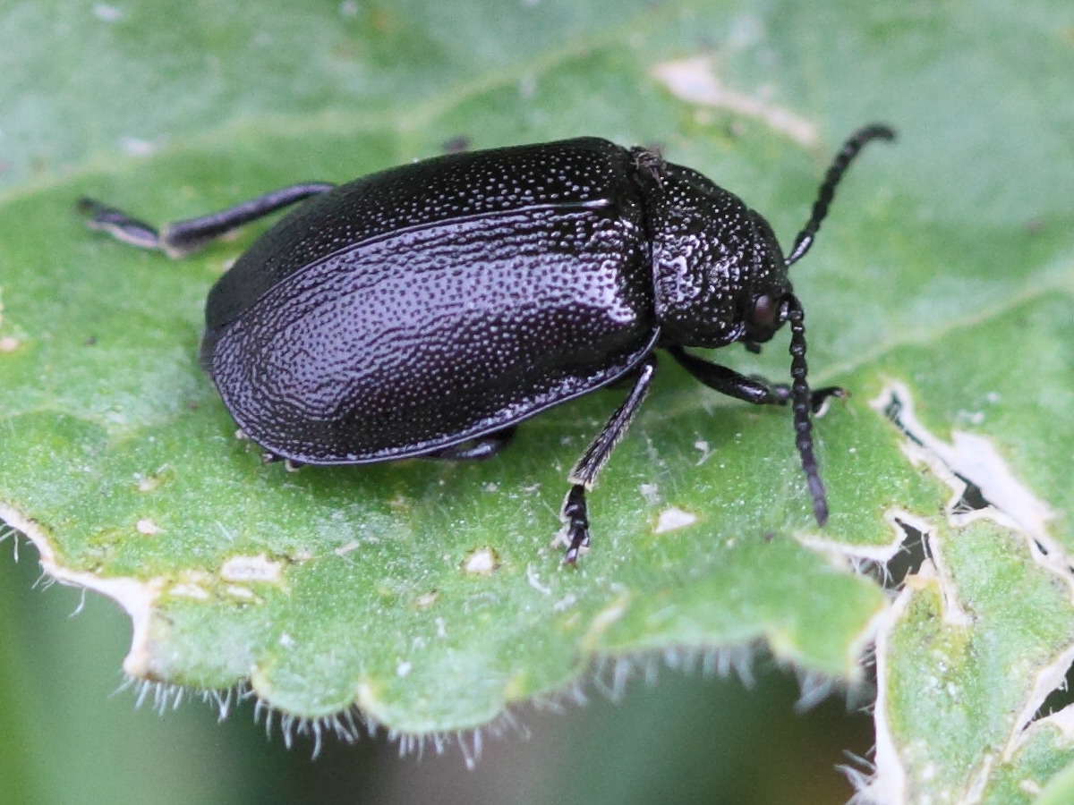 Afficher le média galeruca_tanaceti3bd galeruca_tanaceti3bd