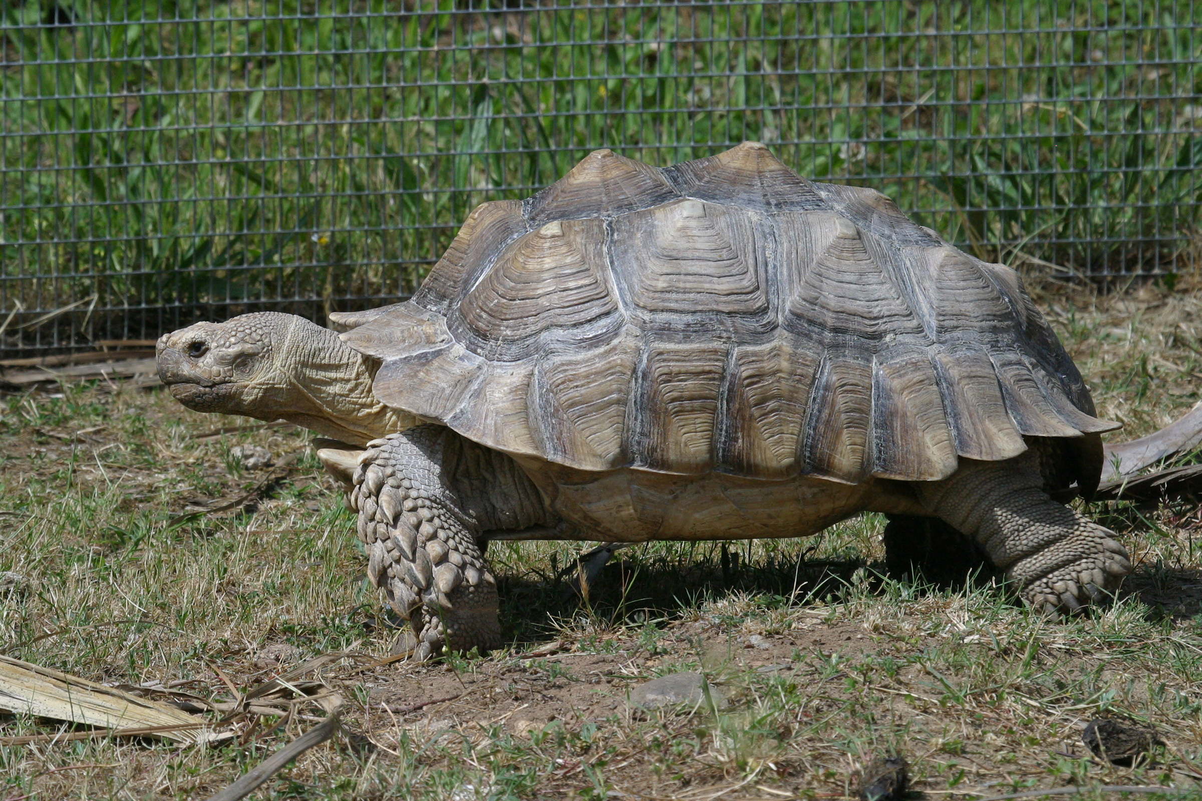 Afficher le média geochelone_sulcata3bd geochelone_sulcata3bd