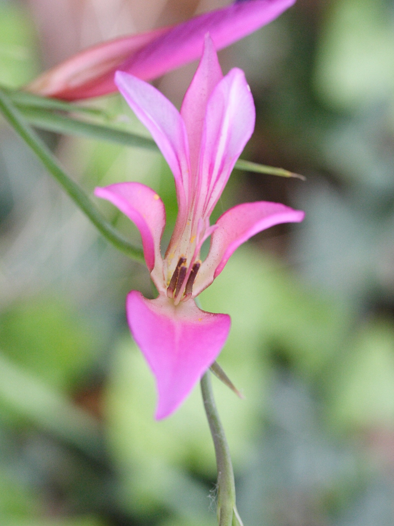 gladiolus_illyricus5md