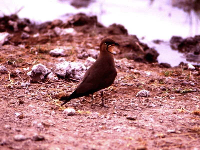 glareole_a_collier_-_glareola_pratincola2jm