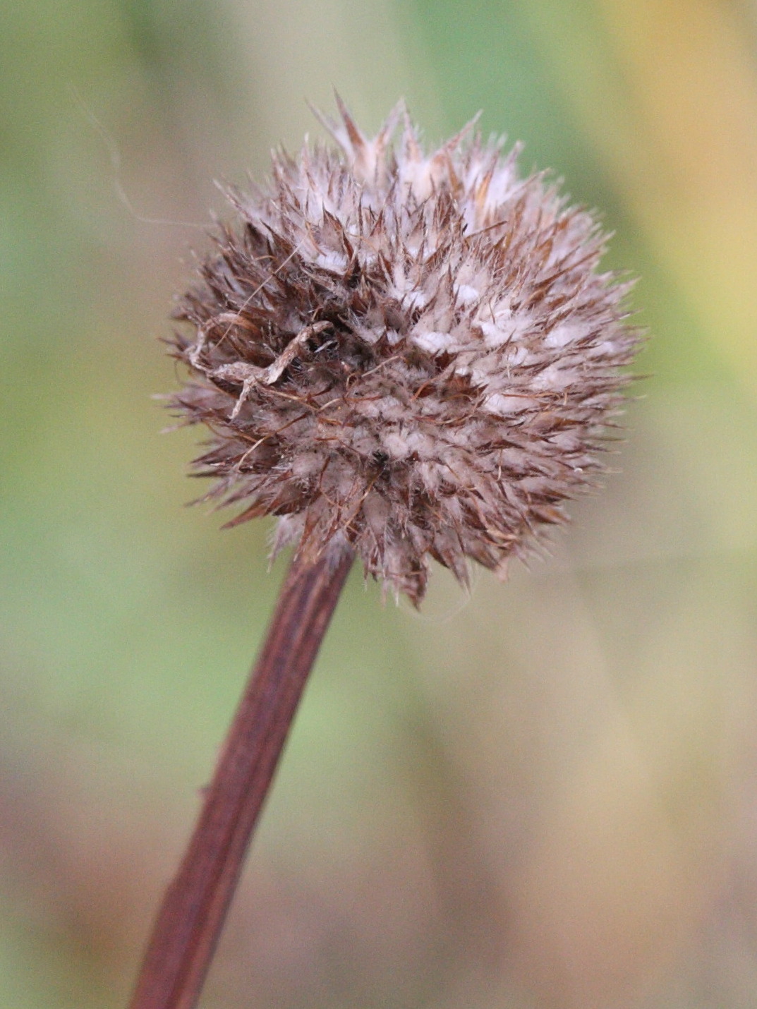 Afficher le média globularia_bisnagarica2md globularia_bisnagarica2md