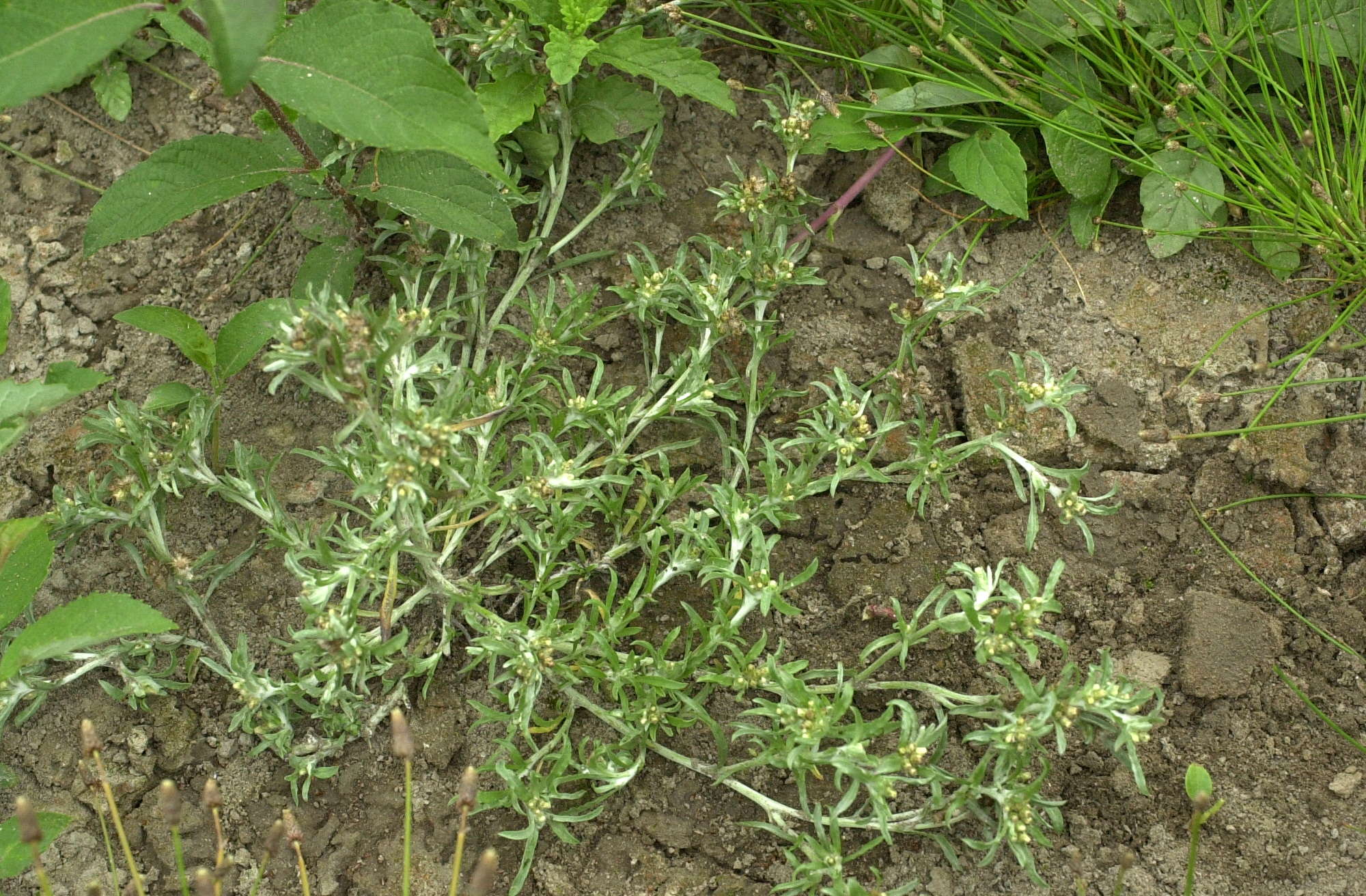 gnaphalium_uliginosum1md