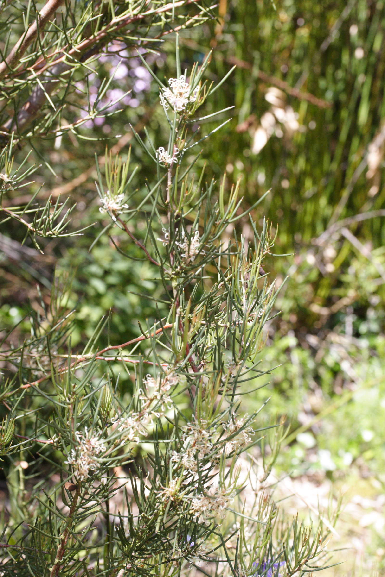 hakea_microphylla1md