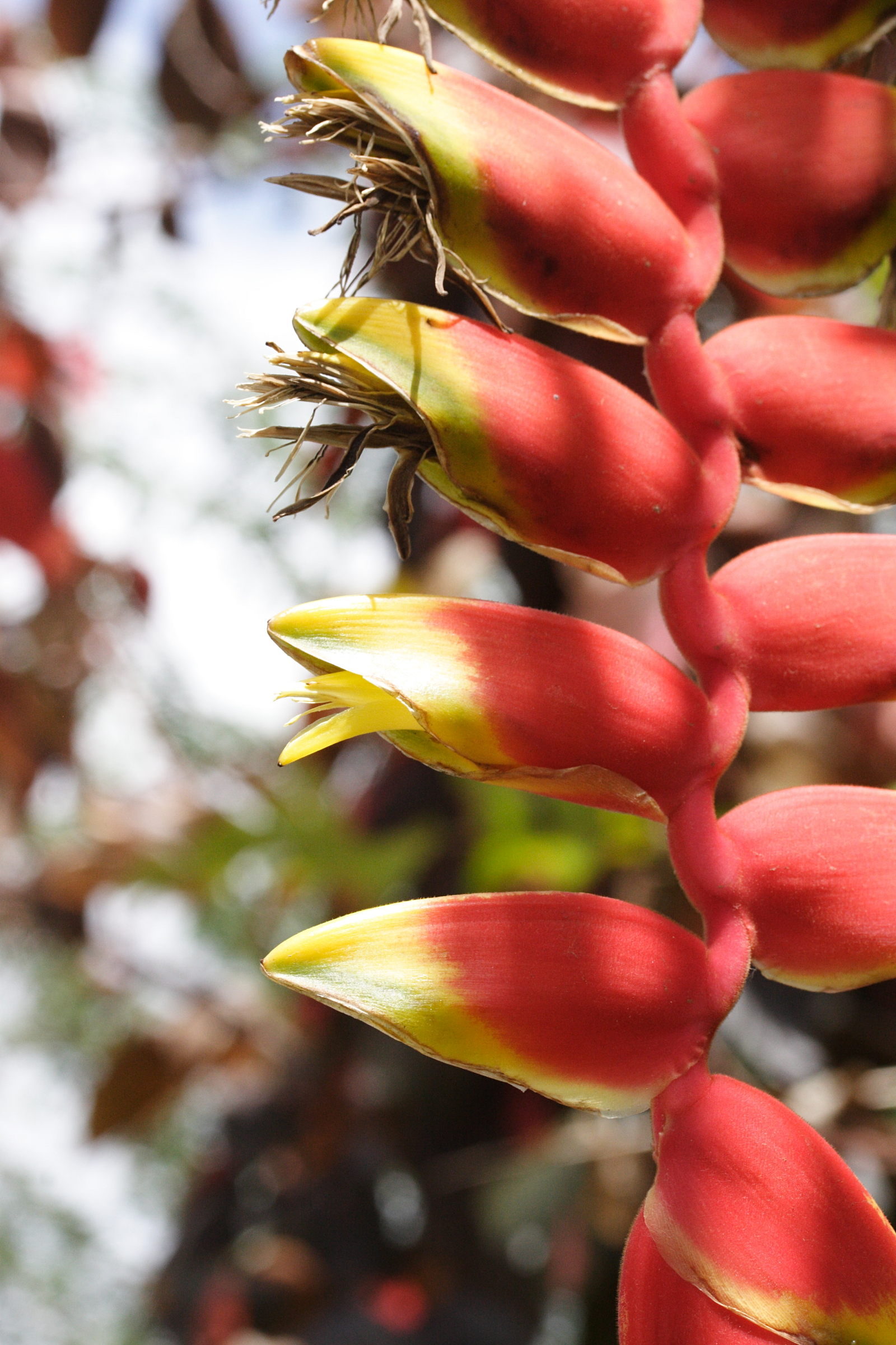 heliconia_rostrata2md