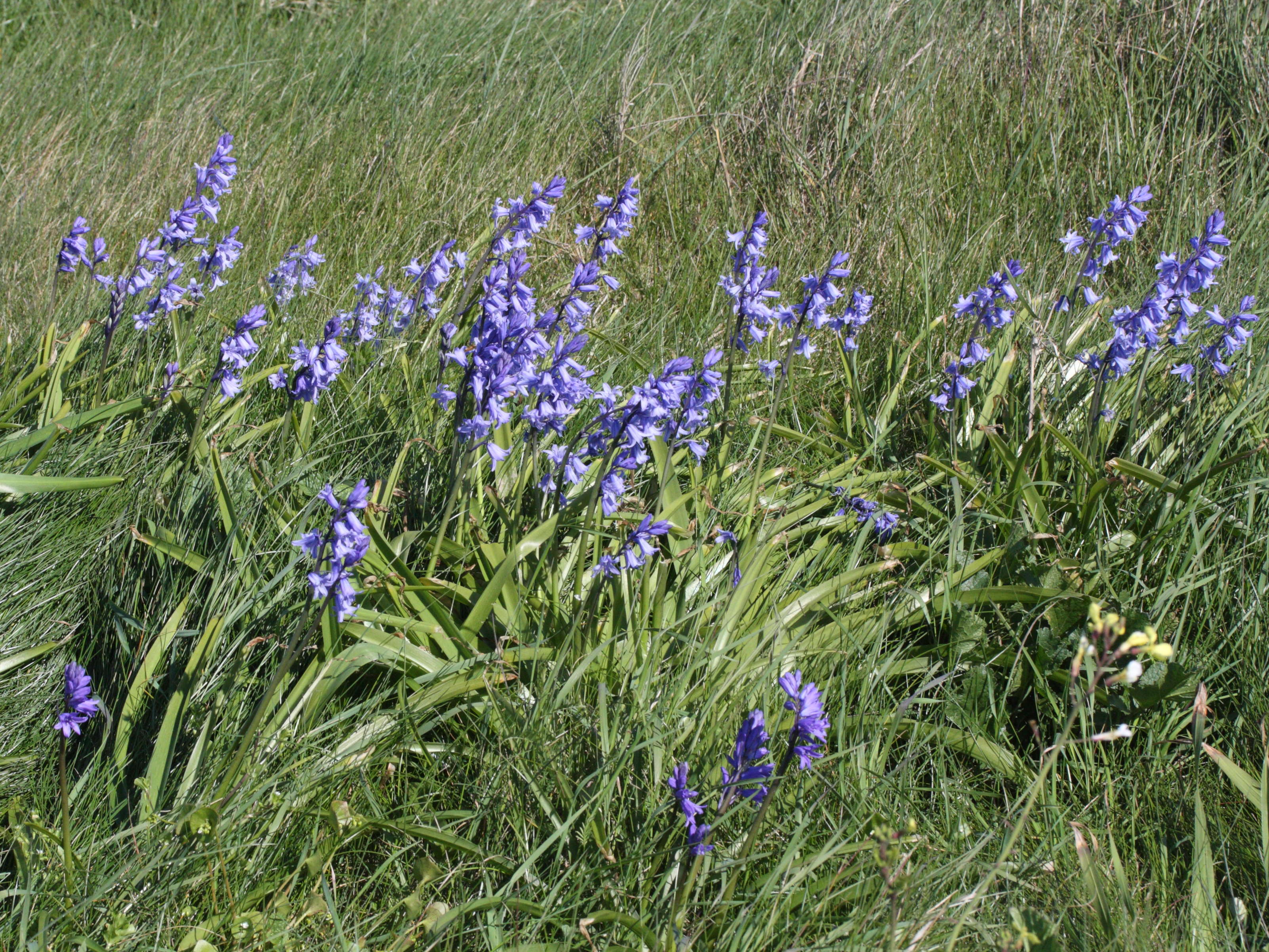 Hyacinthoides_non-scripta ssp. hispanica