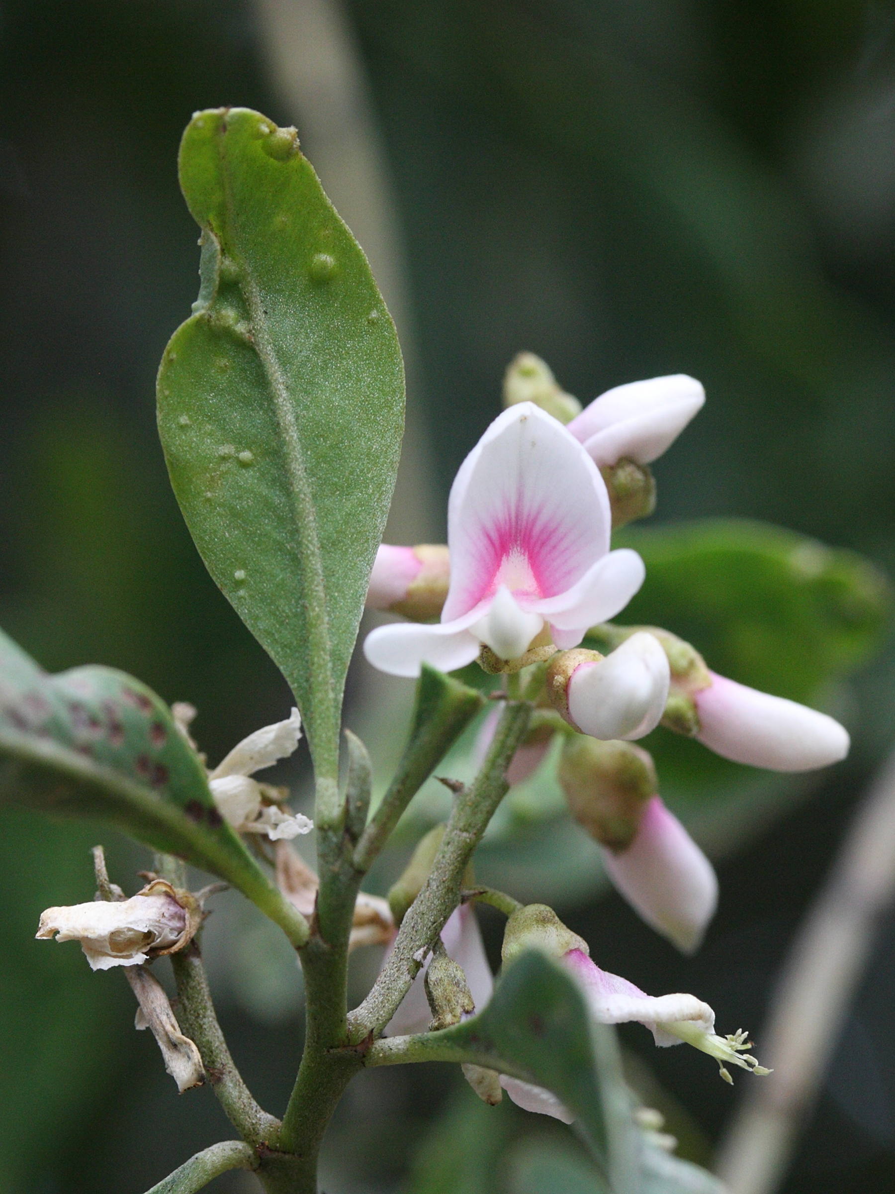 indigofera_ammoxylum3md