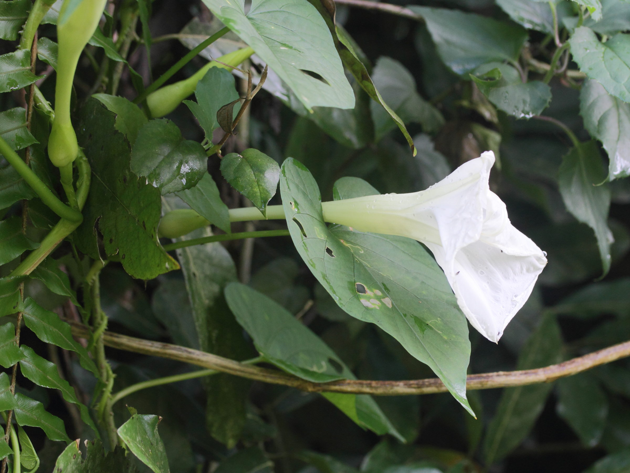 ipomoea_alba2md