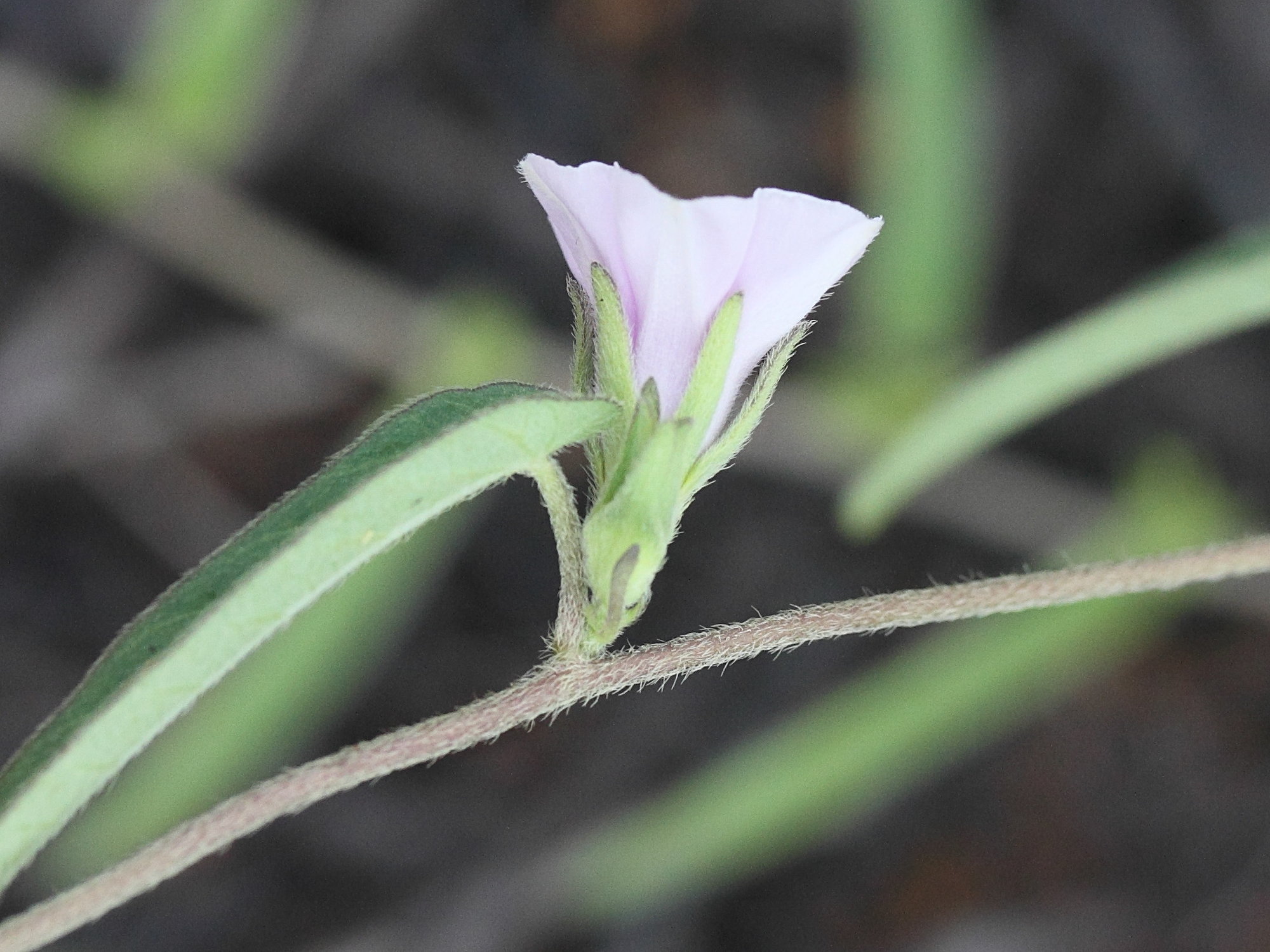 ipomoea_eriocarpa4md