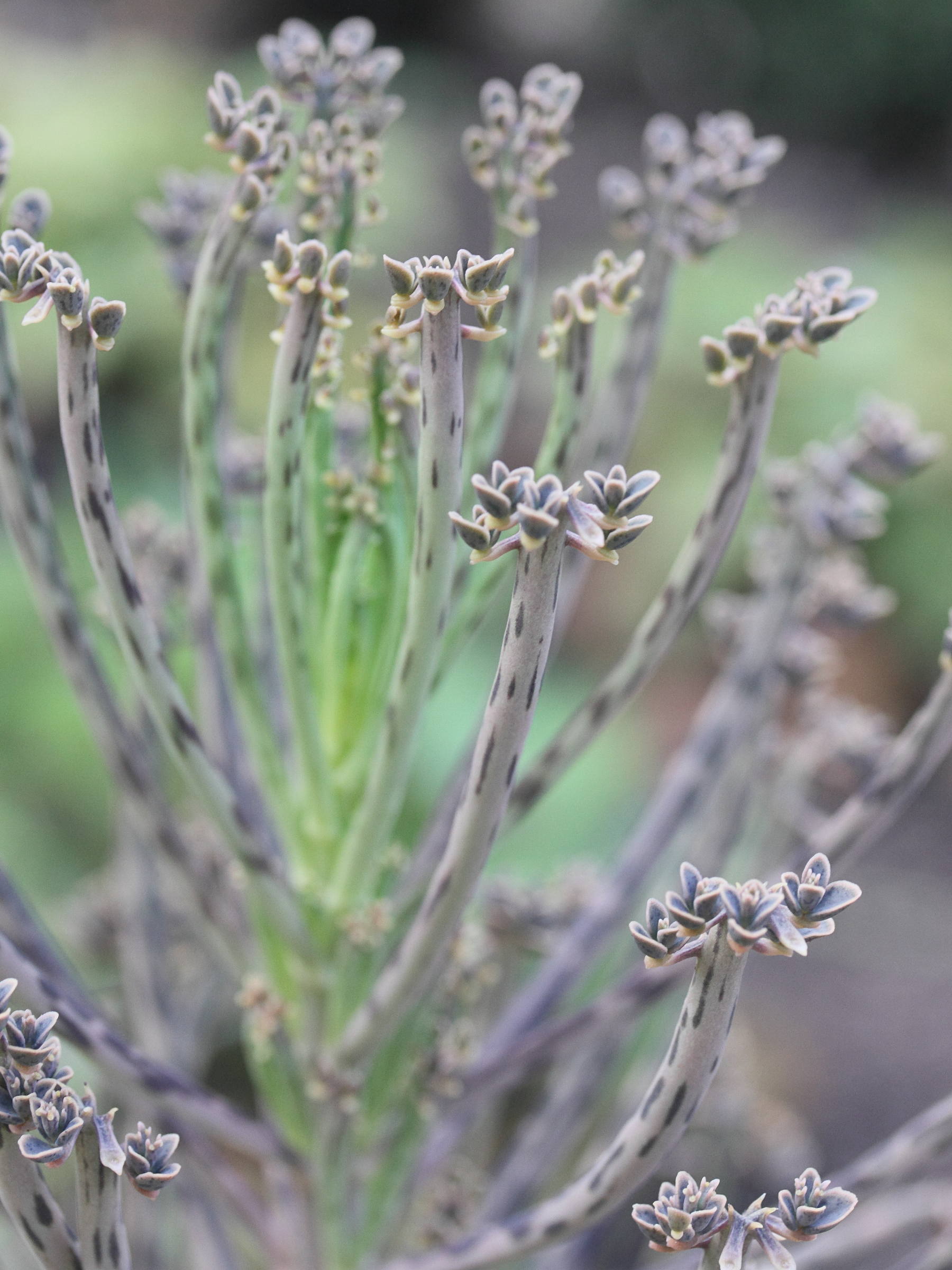 kalanchoe_delagoensis1md
