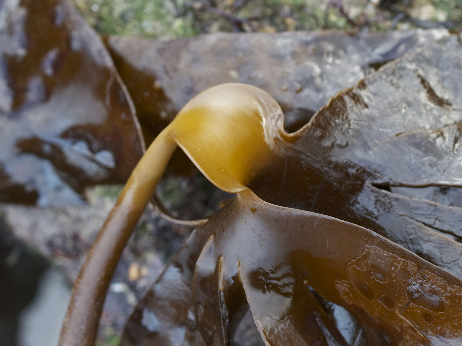 laminaria_hyperborea2bd