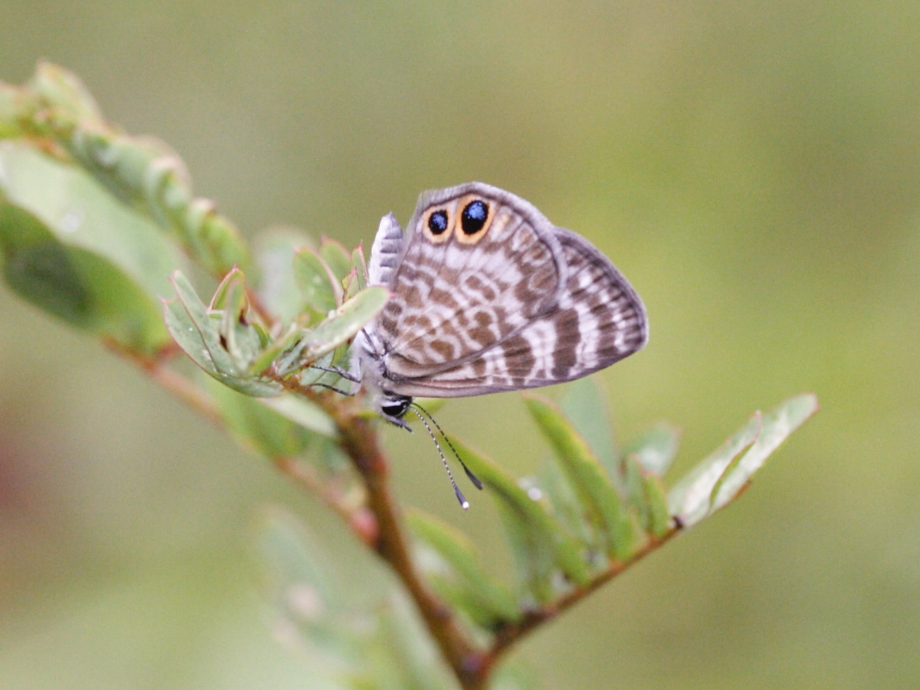 Afficher le média leptotes_cassius_cassioides2md leptotes_cassius_cassioides2md