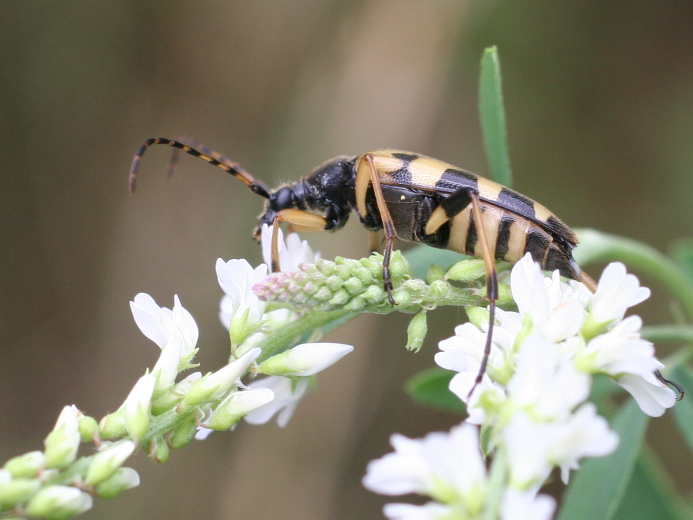 leptura_maculata1md
