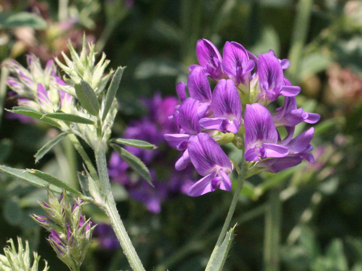 Afficher le média medicago_sativa2md medicago_sativa2md