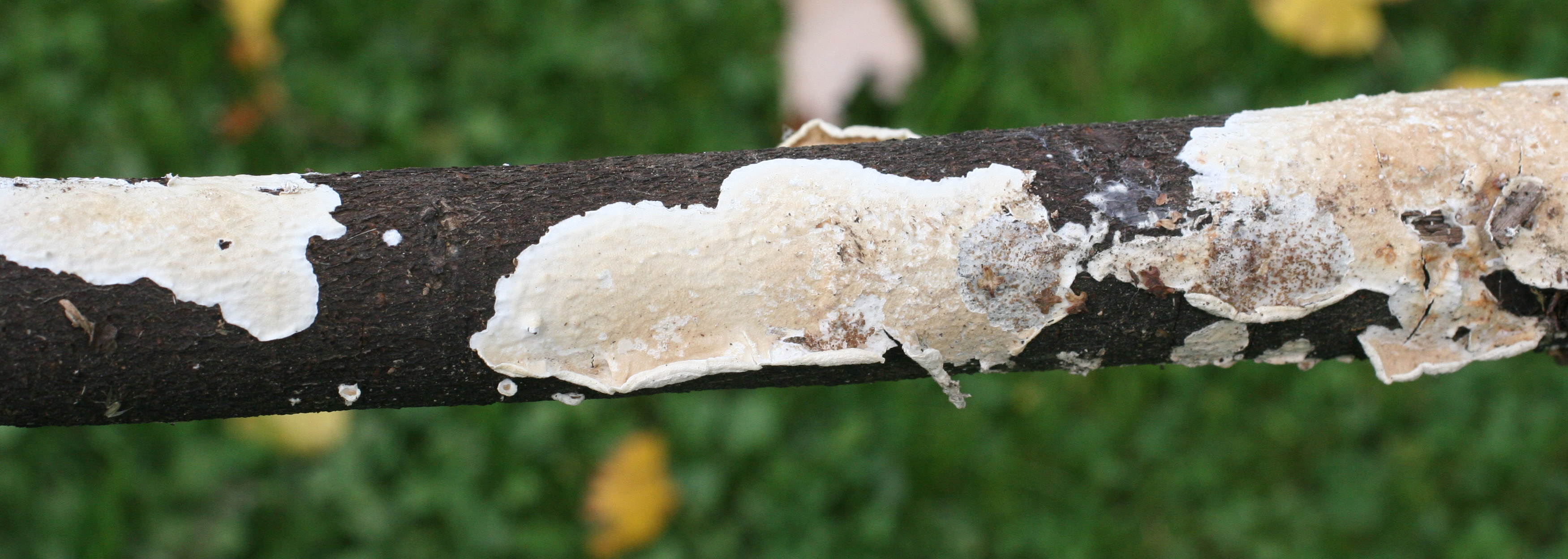 meruliopsis_corium1md