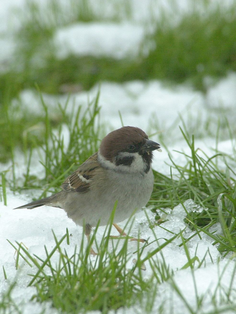 moineau_friquet_-_passer_montanus7md