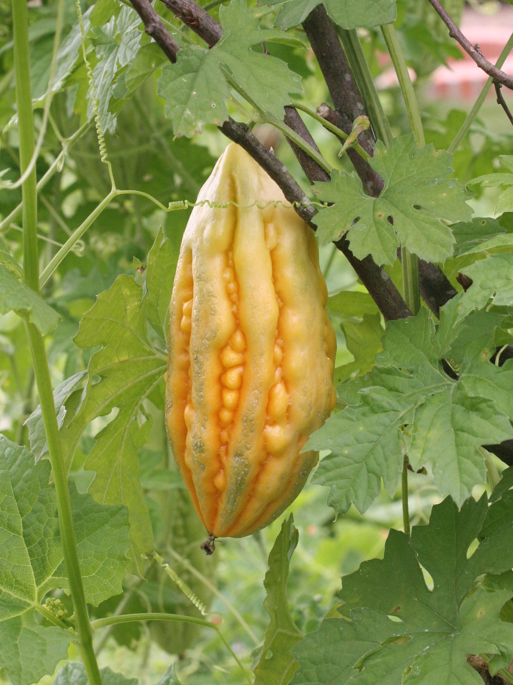 Afficher le média momordica_charantia3md momordica_charantia3md