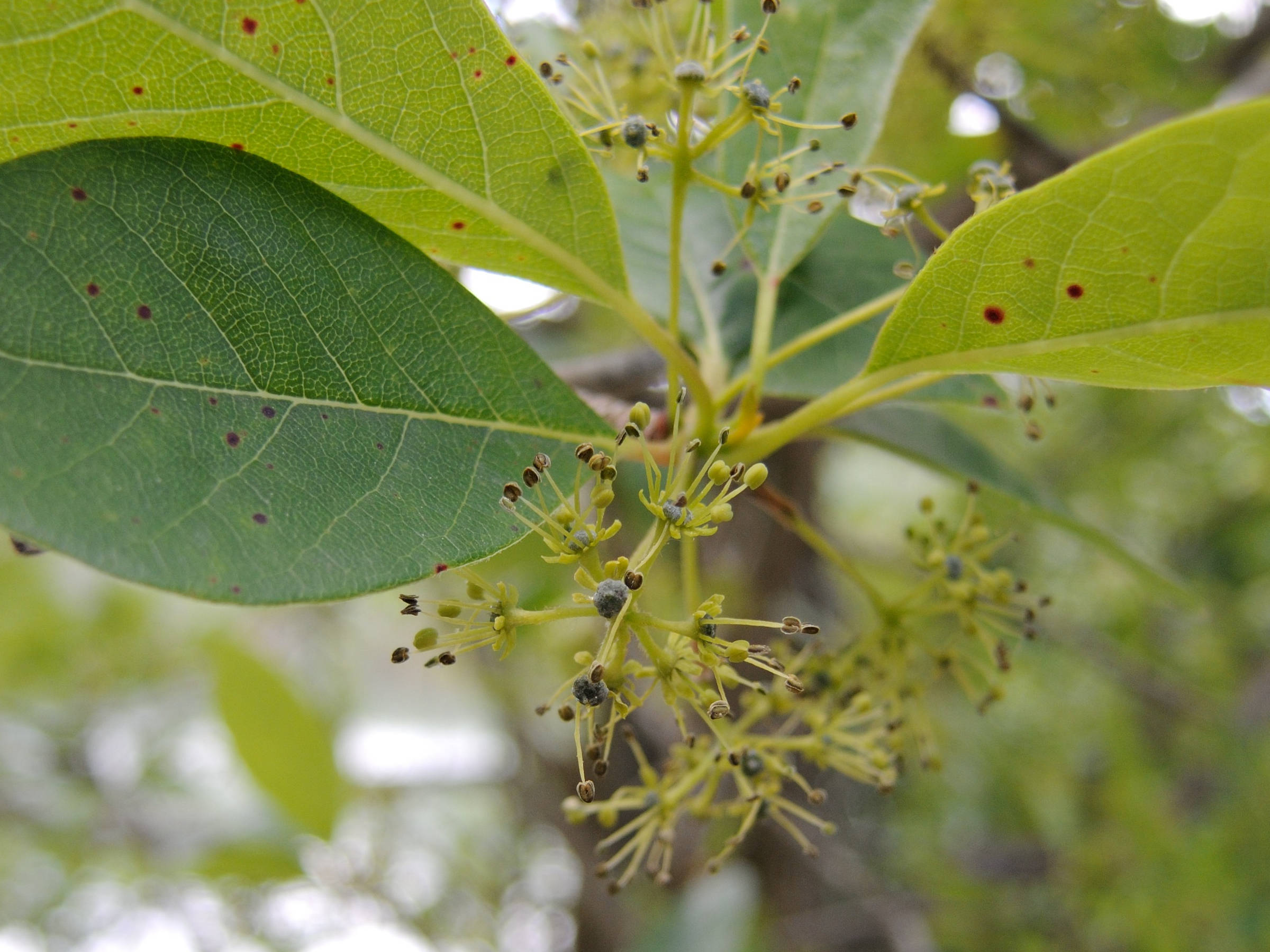 Afficher le média Nyssa_sylvatica Nyssa_sylvatica