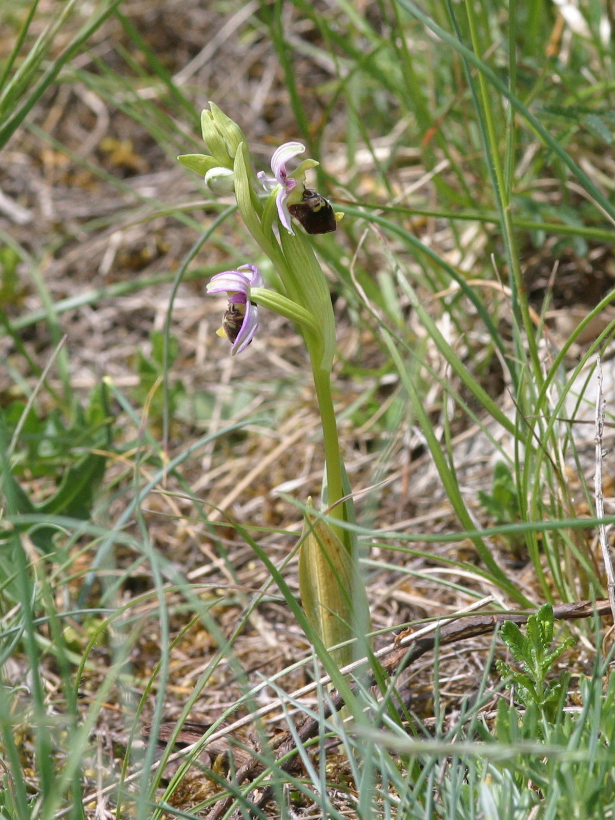 Afficher le média ophrys_fuciflora1md ophrys_fuciflora1md