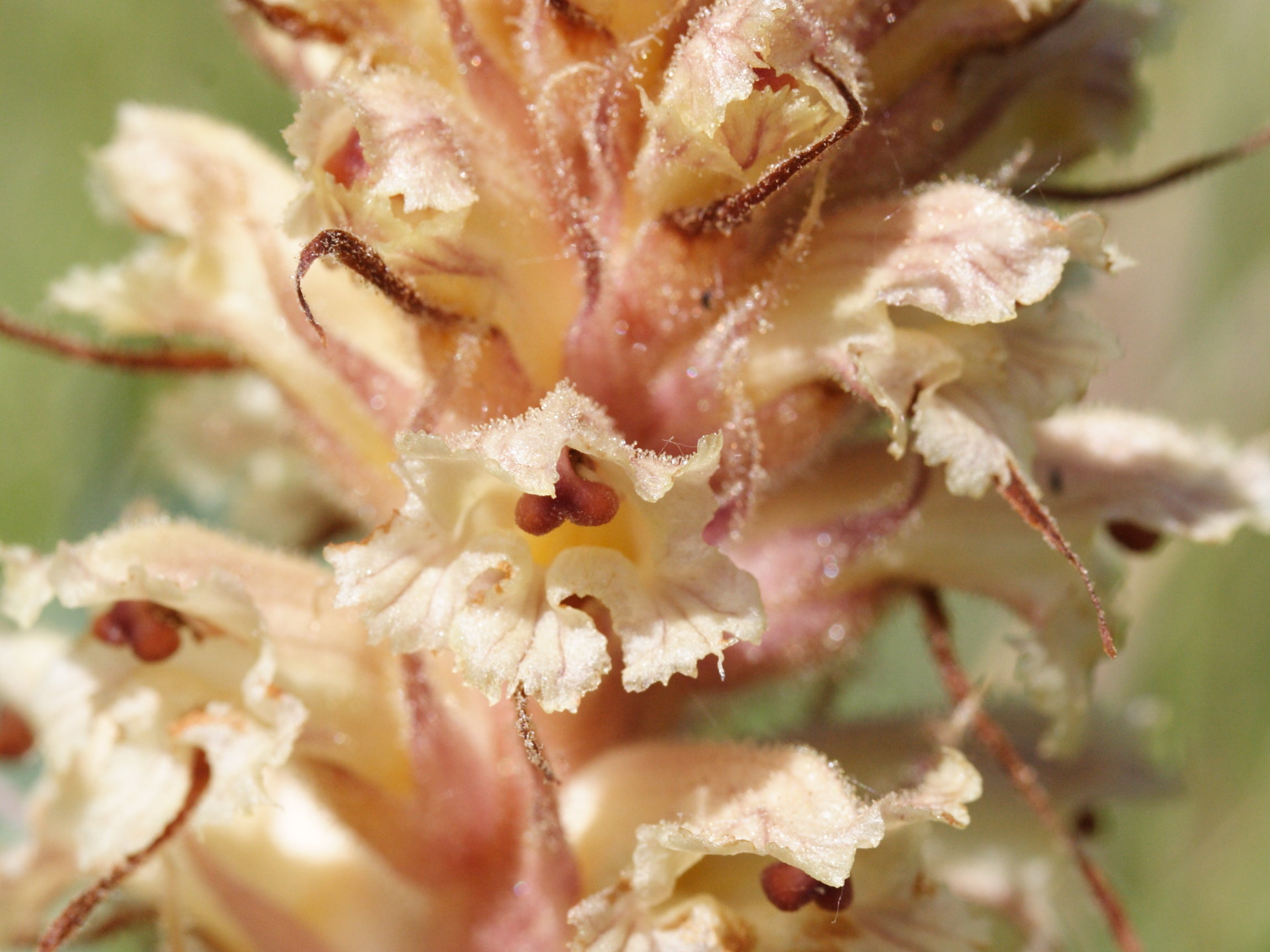 Afficher le média orobanche_amethystea3md orobanche_amethystea3md