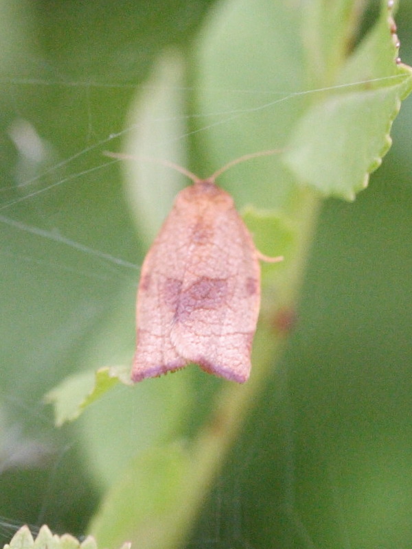 pandemis_cerasana2md