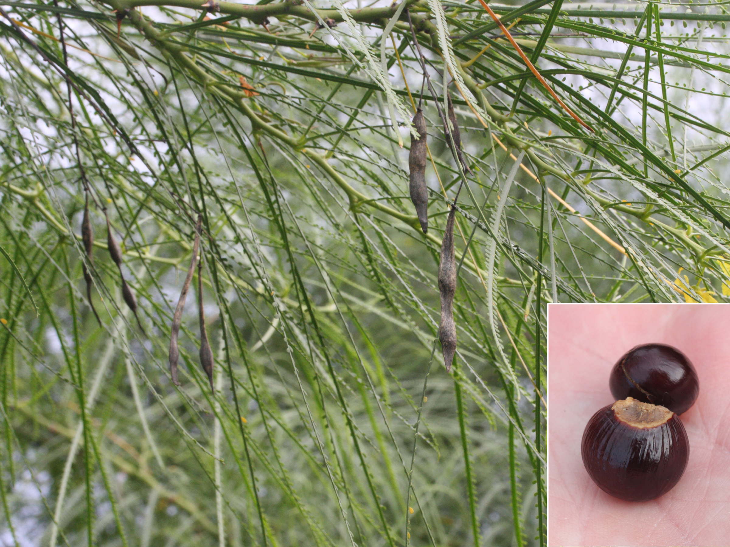 parkinsonia_aculeata5md